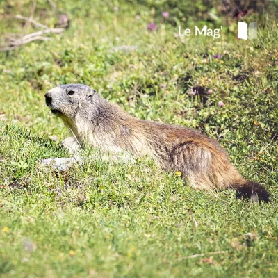 Welche Tiere beobachten