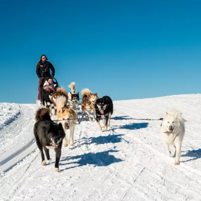 Schlittenhunde