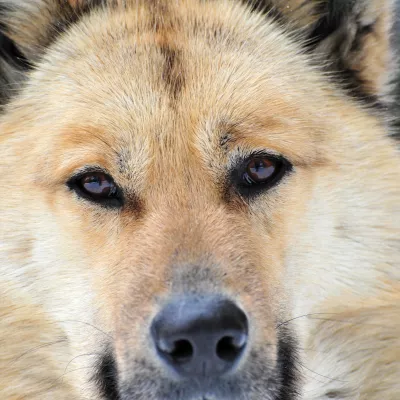 Ein haargenauer Aufenthalt mit seinem Hund in den Bergen!