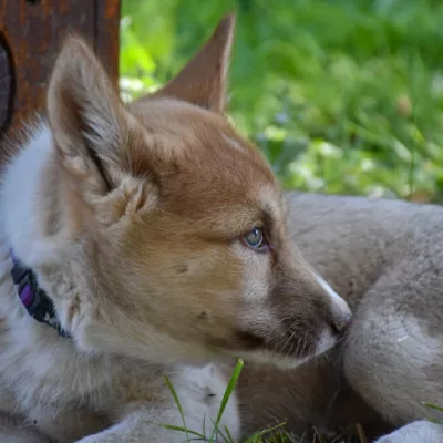 Cani balade découverte_Montchavin-les-Coches