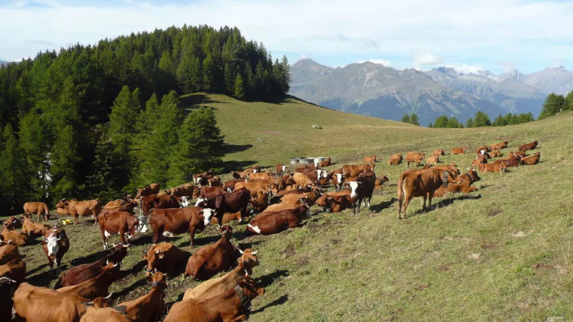 Vaches tarines