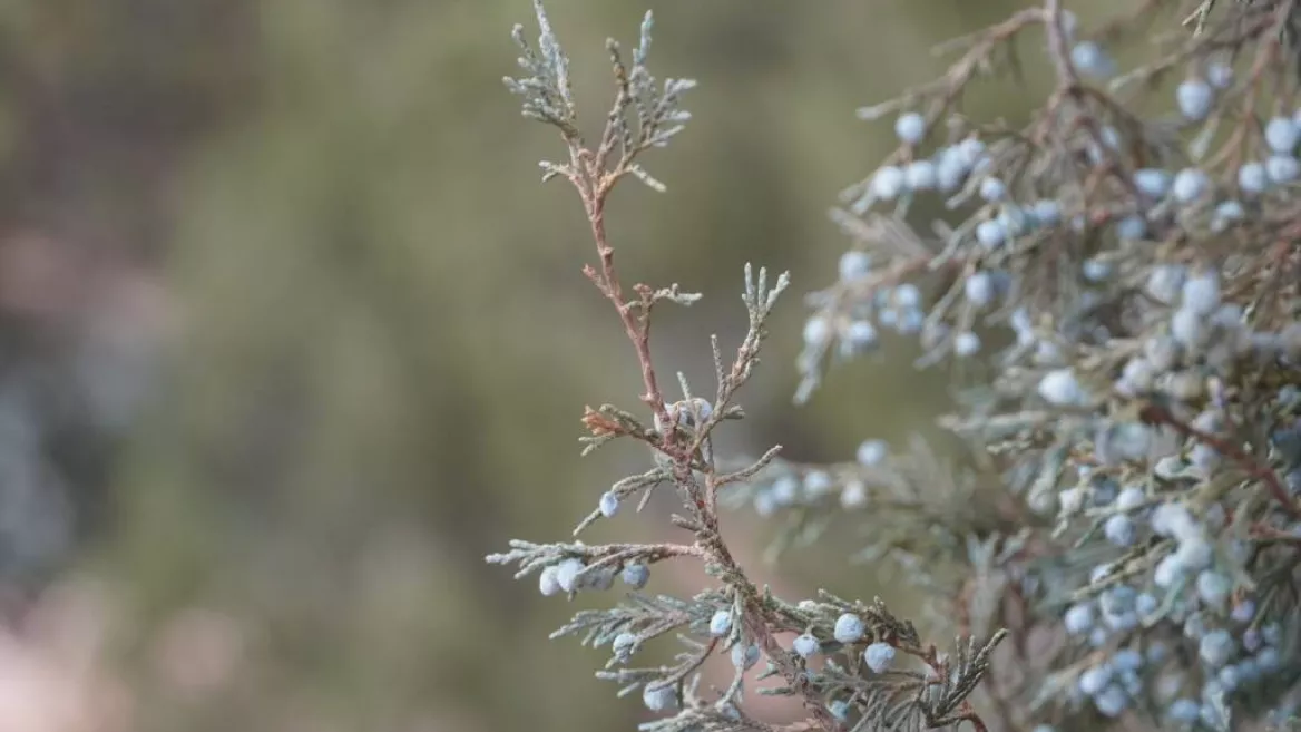 Sentier des Genévriers