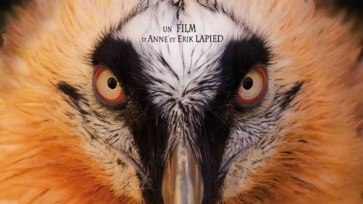 J'aime l'été à La Côte d'Aime | Film "La fabuleuse histoire du gypaète" Anne et Erick Lapied_La Plagne Tarentaise