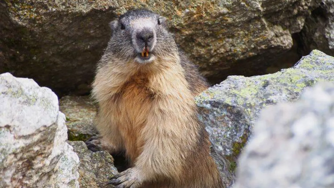 Nature et découverte I Faune et flore d'altitude - La Sassière_Montchavin-les-Coches