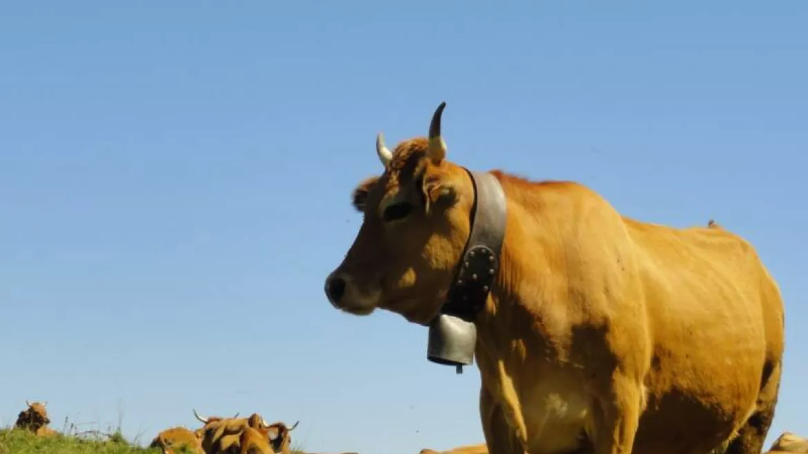Filmvorführung: Terres du ciel, Cueilleurs d'alpages und Kirgisisches Raclette_Champagny-en-Vanoise