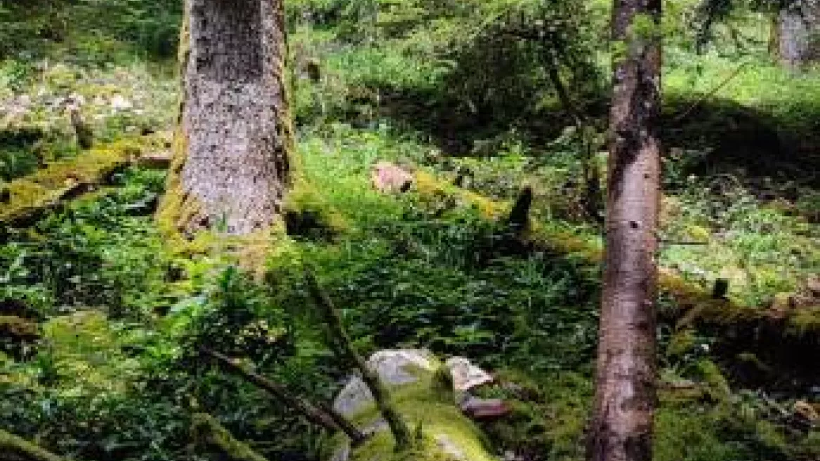 Vieux bois des secrets I Rendez-vous Nature en Savoie_Aime-la-Plagne