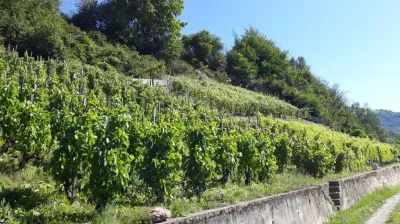Route des vignes