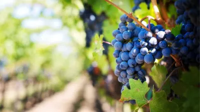 Vignes de Tarentaise