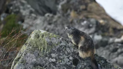 Matthieu RONDOUIN - Bergbegleiter