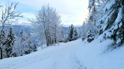 Balade à raquettes/piétons - Montée dans les alpages_Aime-la-Plagne