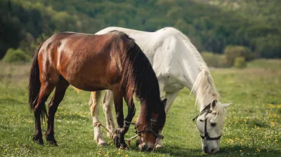 Les balades à cheval de Granier_Aime-la-Plagne