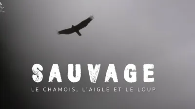 Projection LAPIED "SAUVAGE - Le Chamois, l'Aigle et le Loup " | Cinéma de montagne_Champagny-en-Vanoise
