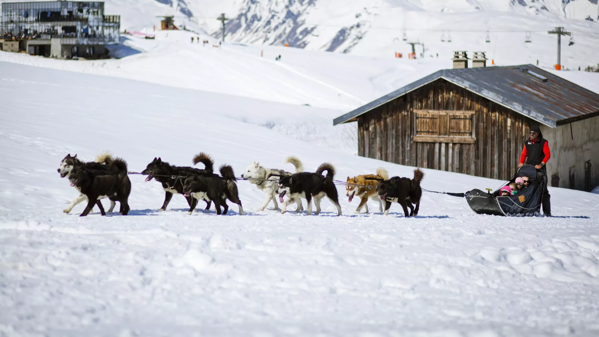 Schlittenhunde La Plagne