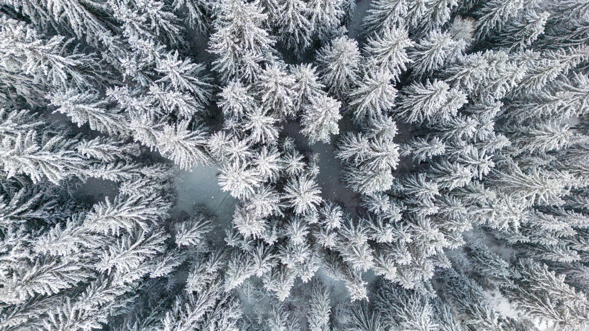 Tannenbäume Schnee