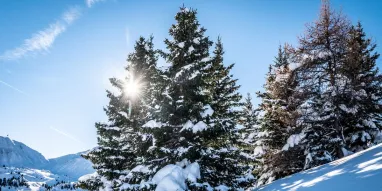 Foret-JNJ_Photo-6393