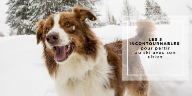 Spaziergänge mit dem Hund in La Plagne Spaziergänge mit dem Hund in La Plagne