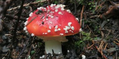 MAG-champignon