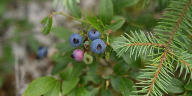 MAG-myrtille