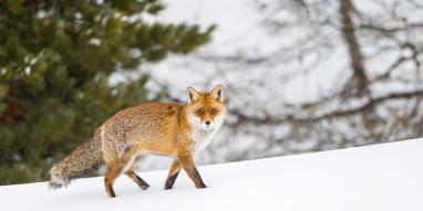 Fuchs-©JNJ-Photos