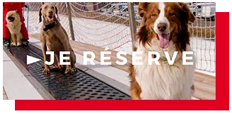 Hundeskischule La Plagne - ich reserviere