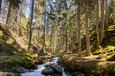 Wald La Plagne
